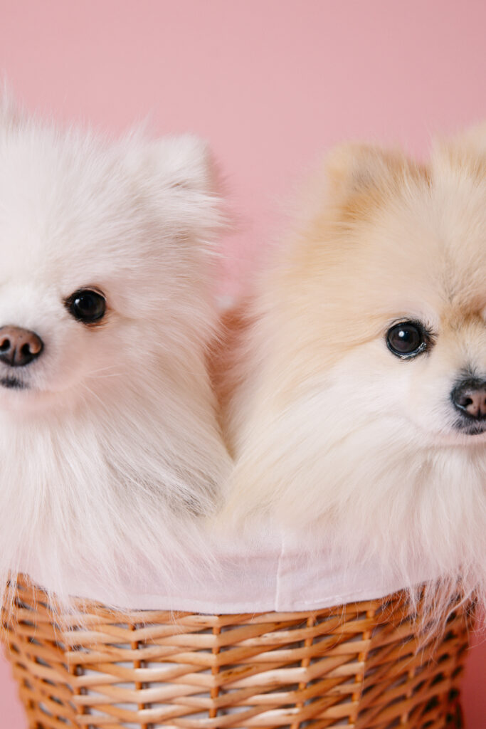関東　千葉　流山　ペットフォト　スタジオ　おしゃれ　カラー背景　犬撮影