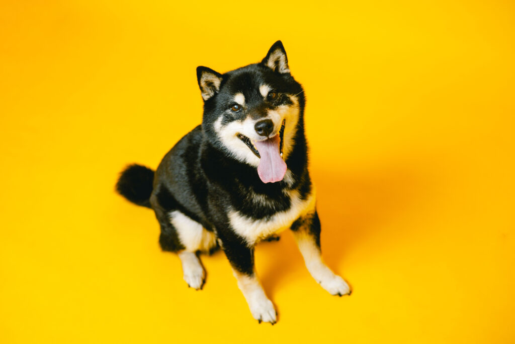 関東　千葉　流山　ペットフォト　スタジオ　おしゃれ　カラー背景　犬撮影
