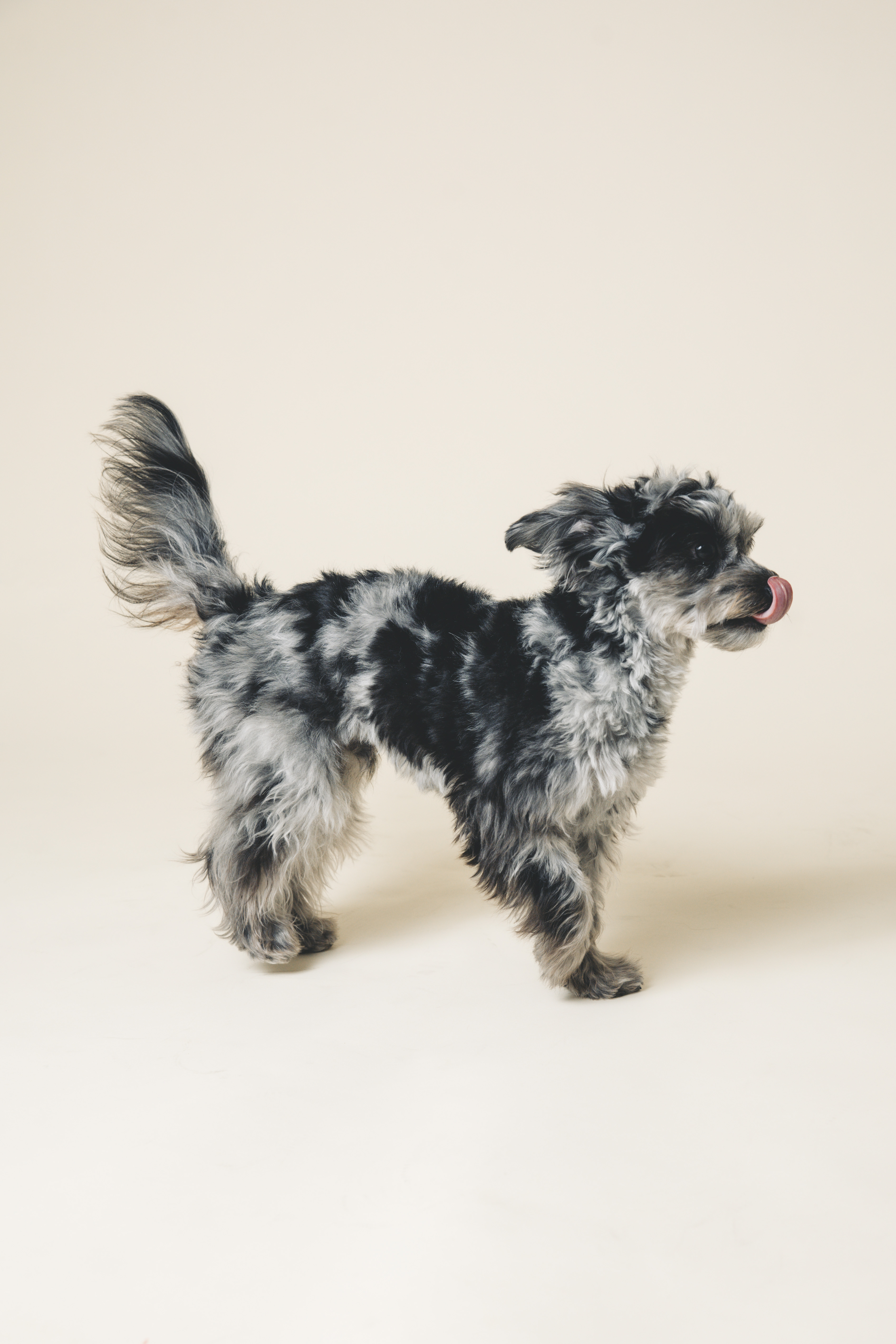関東　千葉　流山　ペットフォト　スタジオ　おしゃれ　カラー背景　犬撮影
