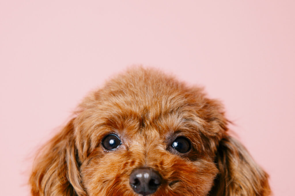 関東　千葉　流山　ペットフォト　スタジオ　おしゃれ　カラー背景　犬撮影