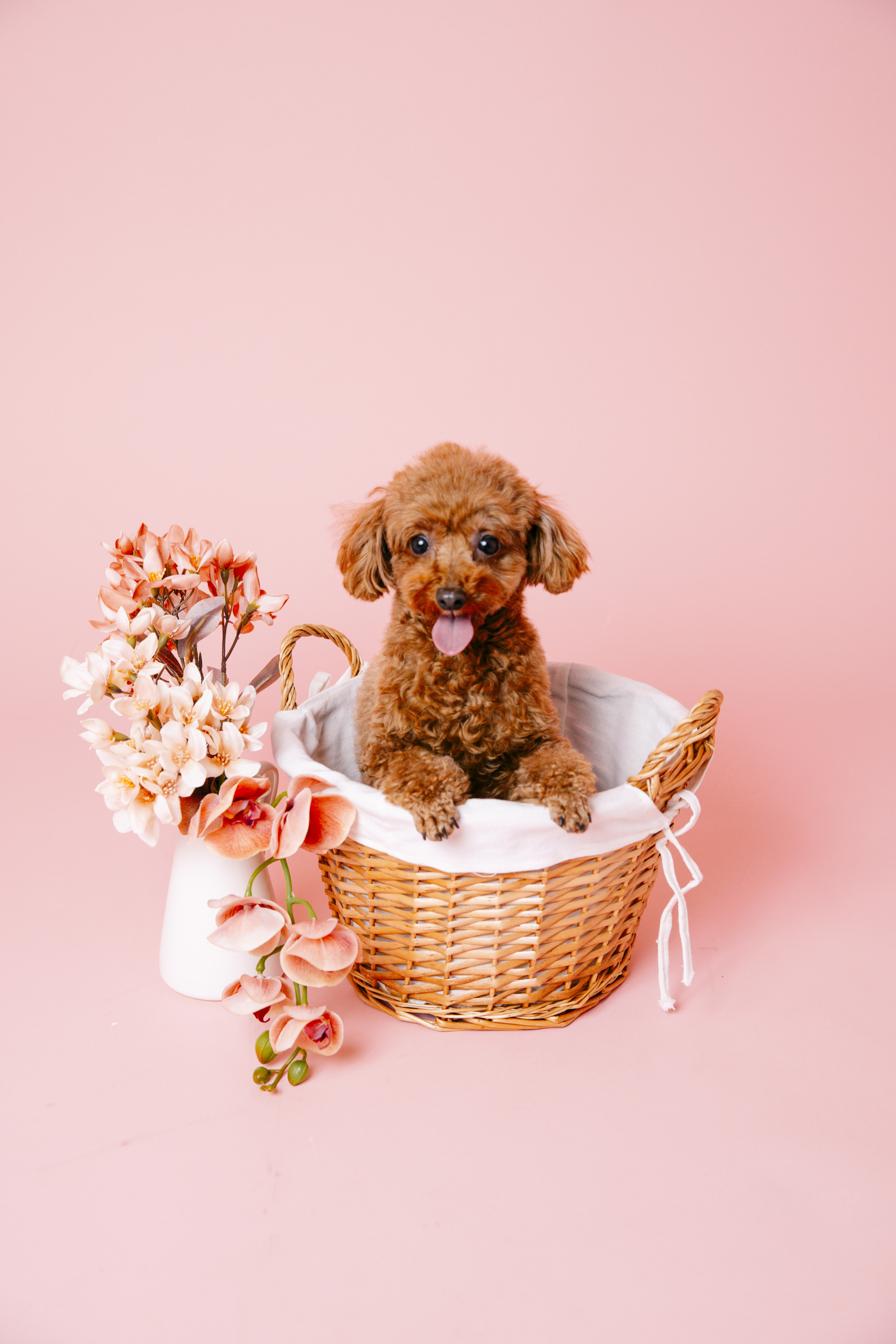 関東　千葉　流山　ペットフォト　スタジオ　おしゃれ　カラー背景　犬撮影