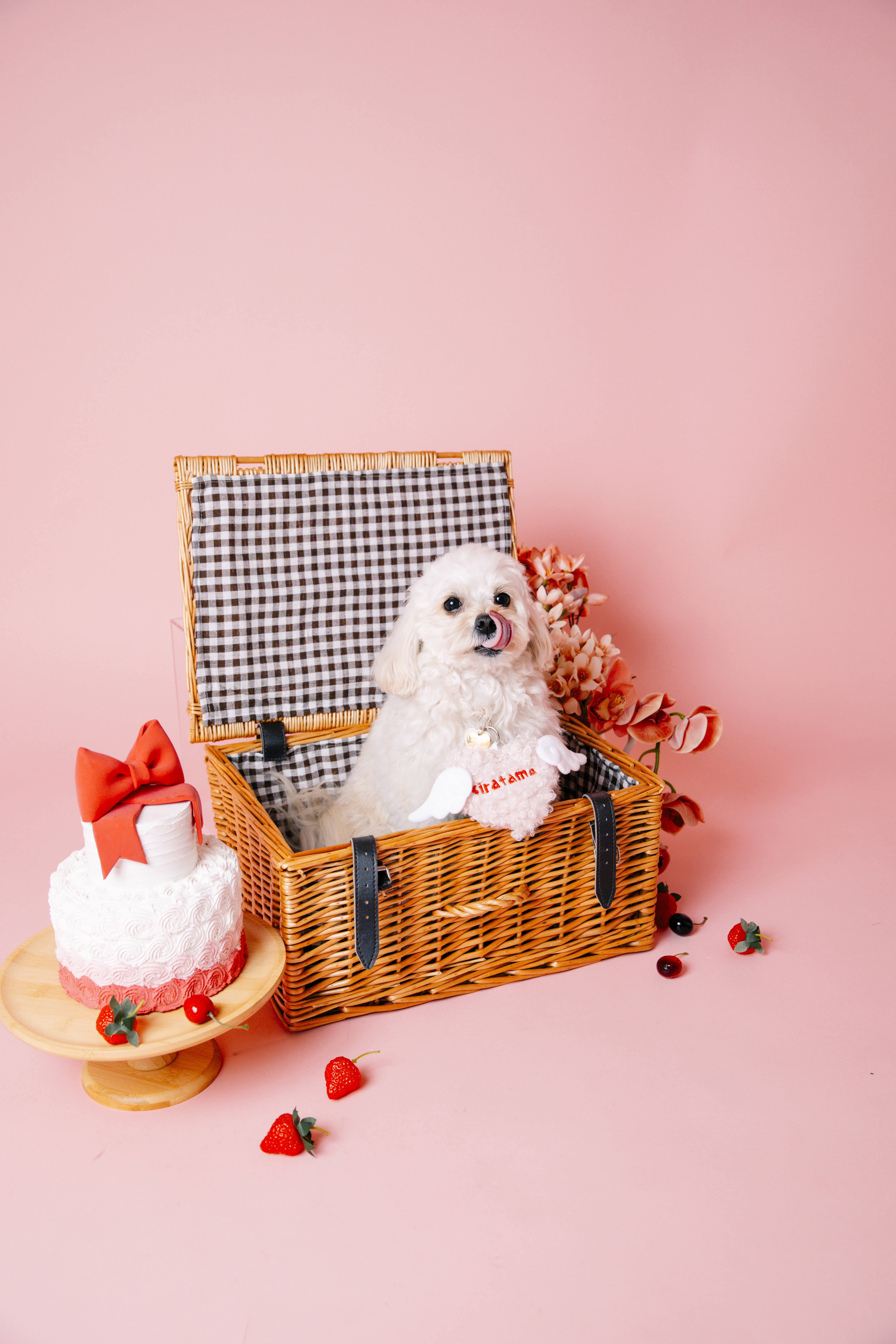 関東　千葉　流山　ペットフォト　スタジオ　おしゃれ　カラー背景　犬撮影